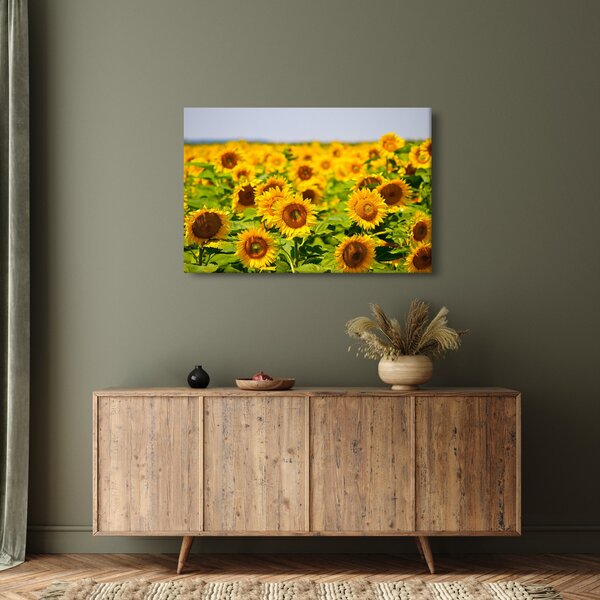 Tablou - Floarea-soarelui (90x60 cm)