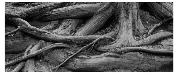 Tablou - Rădăcinile copacului (120x50 cm)