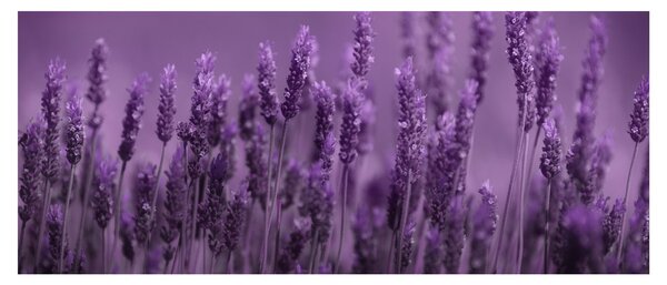 Tablou - Lavanda (120x50 cm)