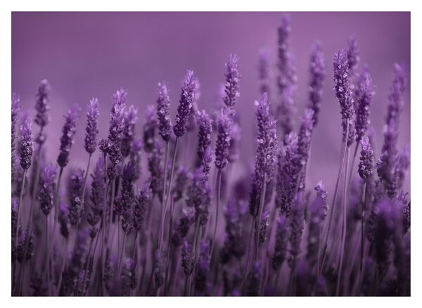 Tablou - Lavanda (70x50 cm)