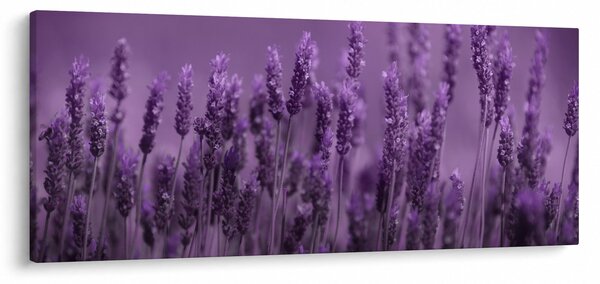 Tablou - Lavanda (120x50 cm)