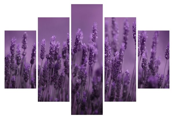 Tablou - Lavanda (150x105 cm)