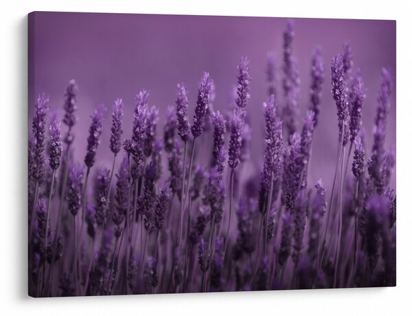 Tablou - Lavanda (70x50 cm)