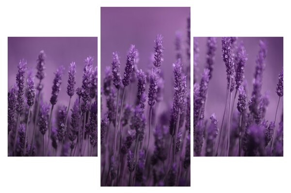 Tablou - Lavanda (90x60 cm)