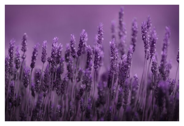 Tablou - Lavanda (90x60 cm)