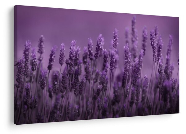 Tablou - Lavanda (90x60 cm)