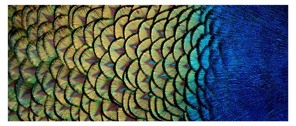 Tablou - Pene de păun (120x50 cm)