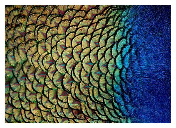 Tablou - Pene de păun (70x50 cm)