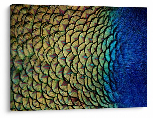 Tablou - Pene de păun (70x50 cm)