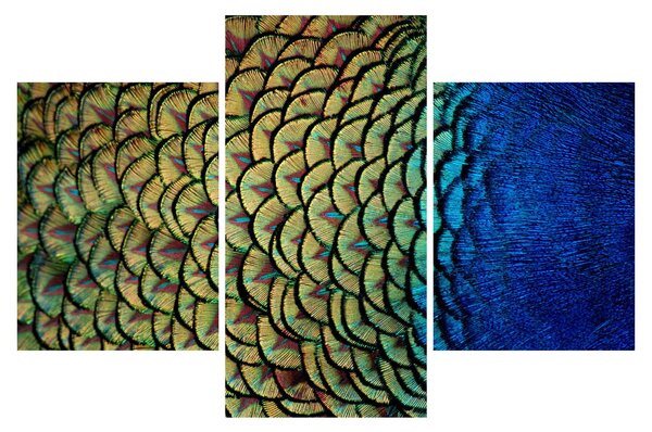Tablou - Pene de păun (90x60 cm)
