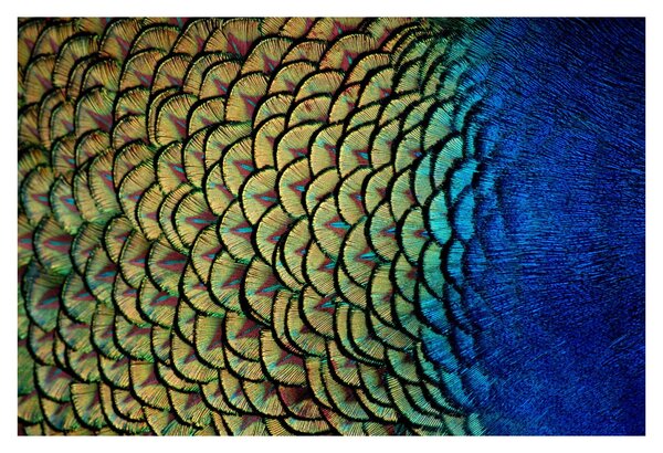 Tablou - Pene de păun (90x60 cm)