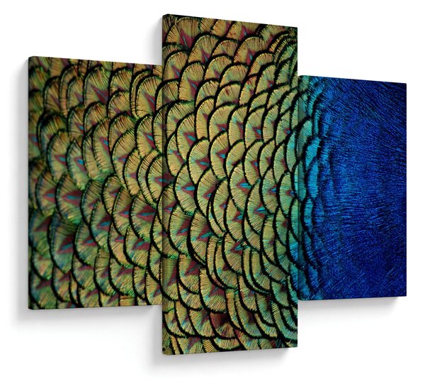 Tablou - Pene de păun (90x60 cm)