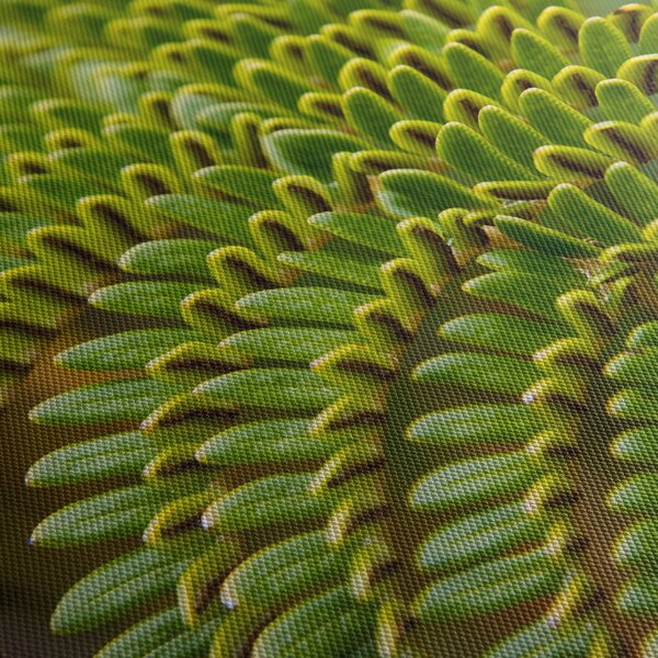 Tablou - Fern (90x60 cm)