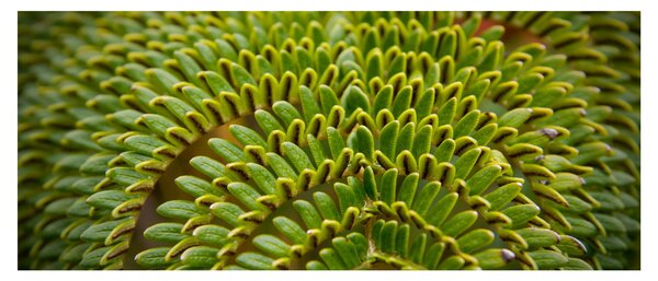 Tablou - Fern (120x50 cm)