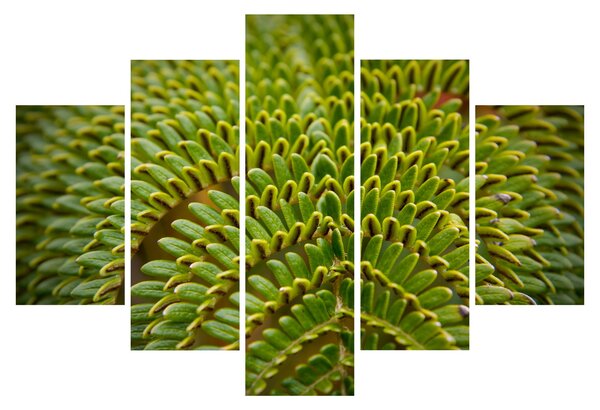 Tablou - Fern (150x105 cm)