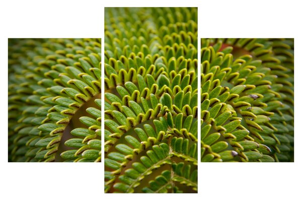 Tablou - Fern (90x60 cm)