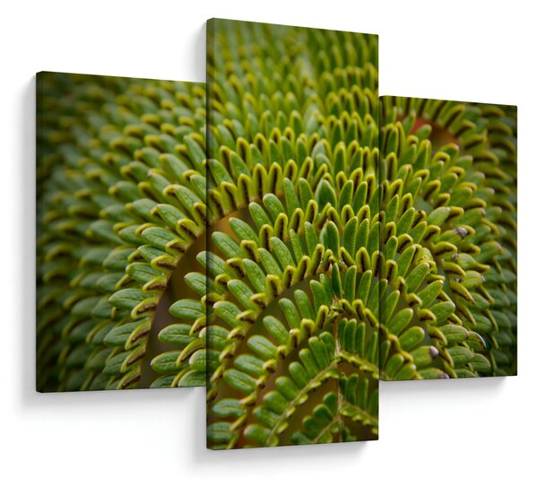 Tablou - Fern (90x60 cm)