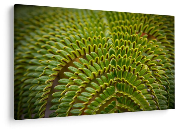 Tablou - Fern (90x60 cm)