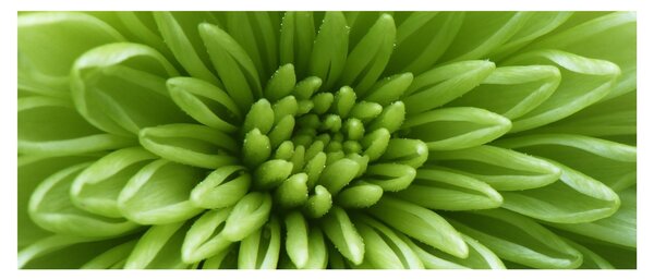Tablou - Imagine macro a unei plante (120x50 cm)
