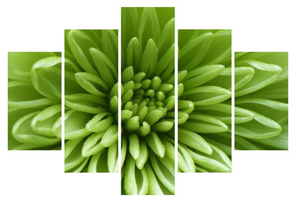 Tablou - Imagine macro a unei plante (150x105 cm)