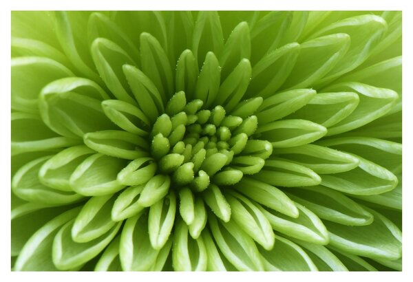 Tablou - Imagine macro a unei plante (90x60 cm)