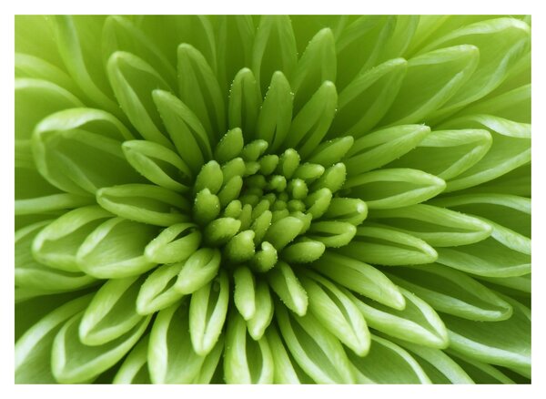 Tablou - Imagine macro a unei plante (70x50 cm)