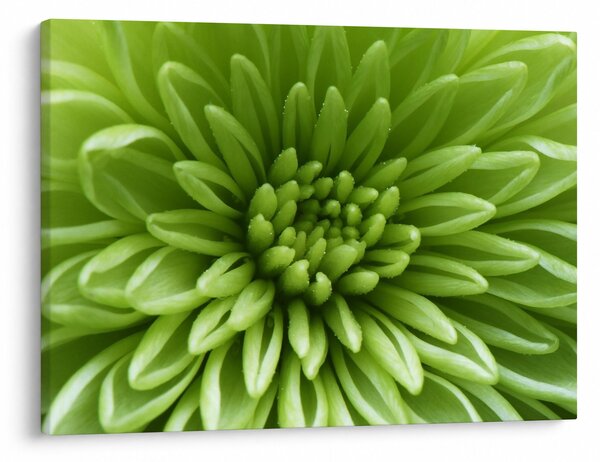 Tablou - Imagine macro a unei plante (70x50 cm)