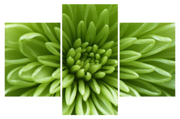 Tablou - Imagine macro a unei plante (90x60 cm)