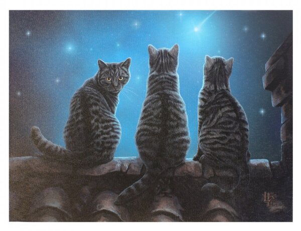 Tablou canvas pisici, Stele Cazatoare 19x25cm - Lisa Parker