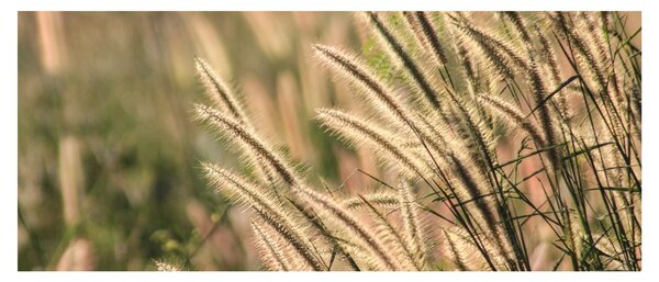 Tablou - Cereale (120x50 cm)