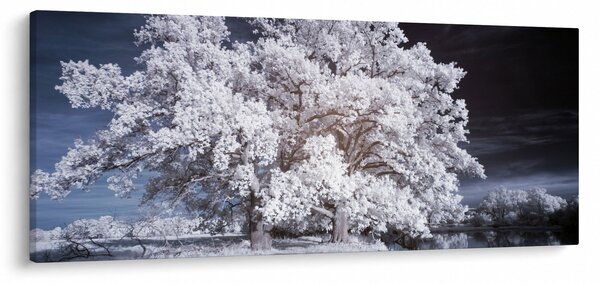Tablou - Albă ca Zăpada Copac (120x50 cm)