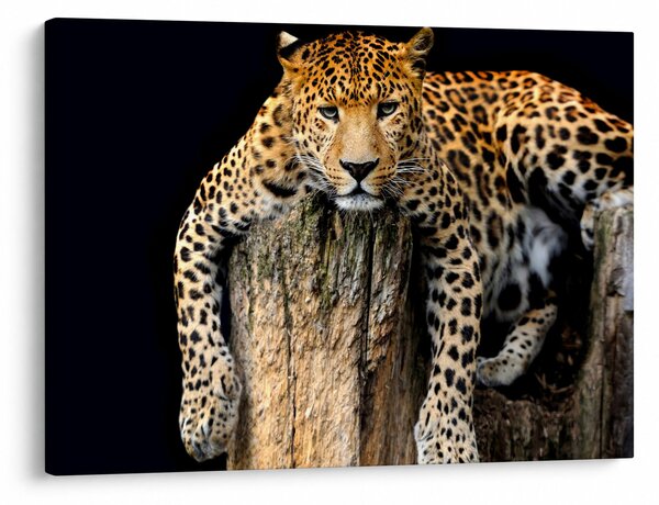 Tablou - Ghepard (70x50 cm)