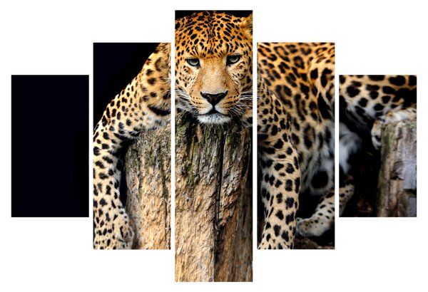 Tablou - Ghepard (150x105 cm)