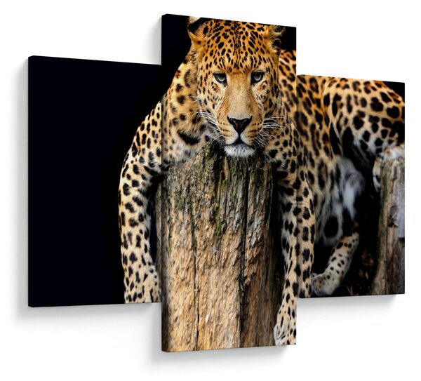 Tablou - Ghepard (90x60 cm)