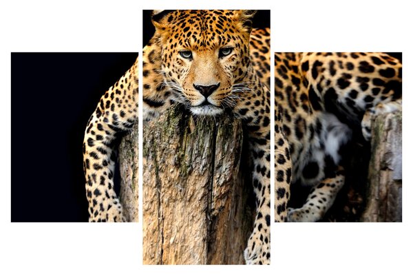 Tablou - Ghepard (90x60 cm)