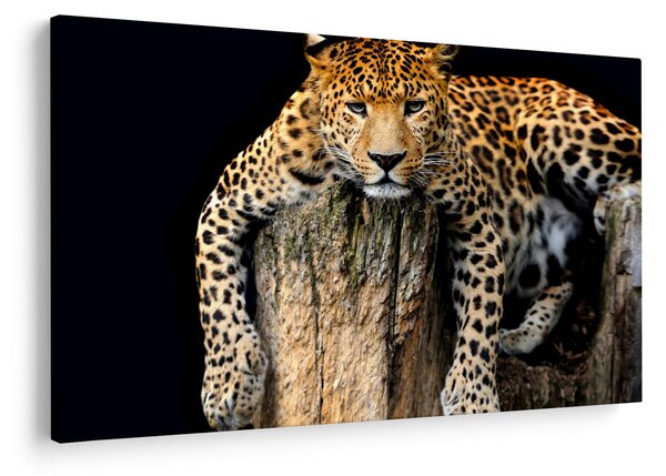 Tablou - Ghepard (90x60 cm)