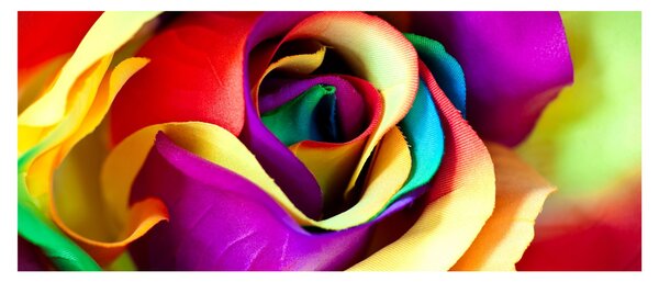 Tablou - Trandafir colorat (120x50 cm)