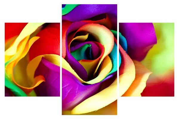 Tablou - Trandafir colorat (90x60 cm)