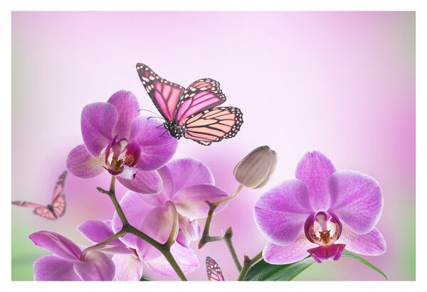 Tablou - Fluture pe flori de orhidee, liliac (90x60 cm)