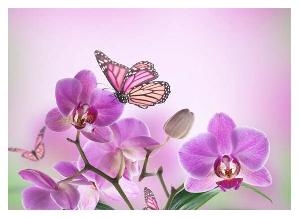 Tablou - Fluture pe flori de orhidee, liliac (70x50 cm)