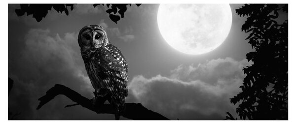 Tablou - Bufniță de noapte, alb și negru (120x50 cm)
