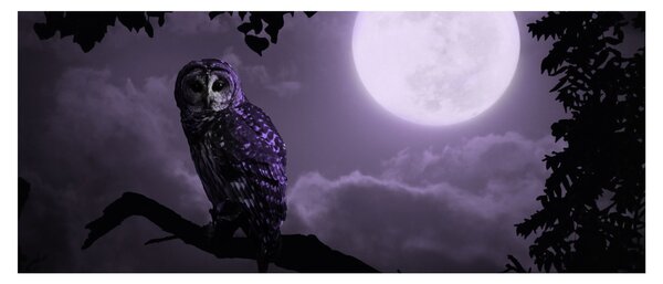 Tablou - Bufniță de noapte, violet (120x50 cm)