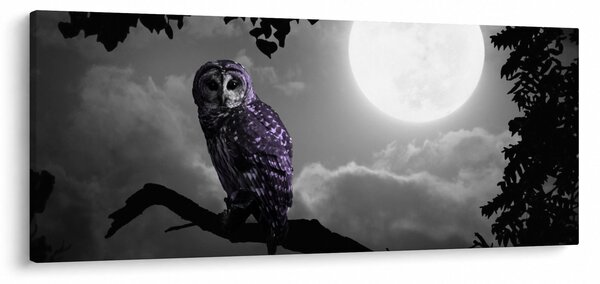 Tablou - Bufniță de noapte, bufniță mov (120x50 cm)