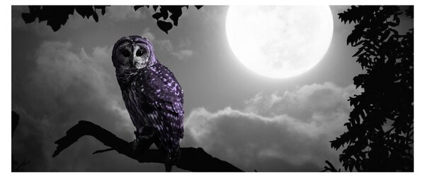 Tablou - Bufniță de noapte, bufniță mov (120x50 cm)