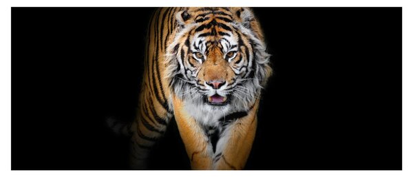 Tablou - Tiger (120x50 cm)