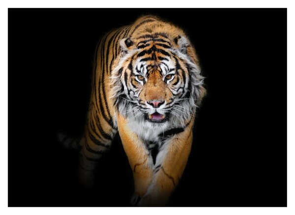 Tablou - Tiger (70x50 cm)