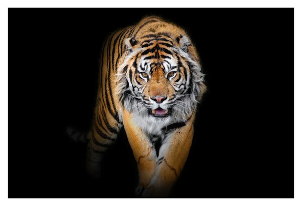 Tablou - Tiger (90x60 cm)