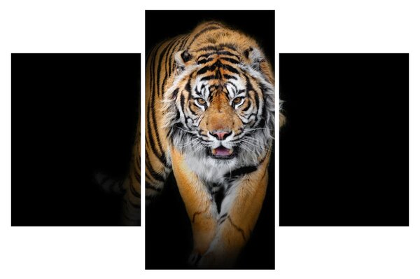 Tablou - Tiger (90x60 cm)