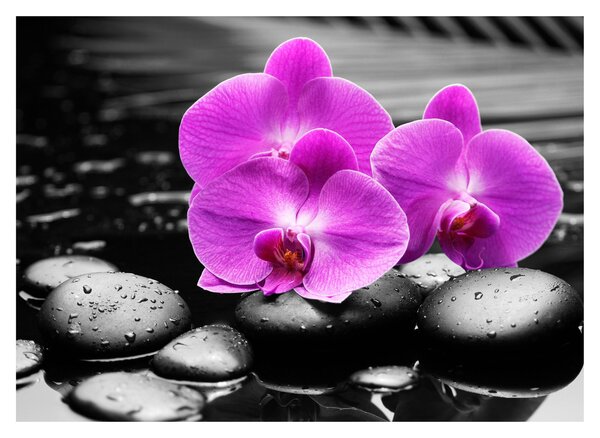 Tablou - Orhidee violet (70x50 cm)