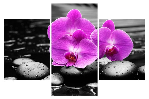 Tablou - Orhidee violet (90x60 cm)